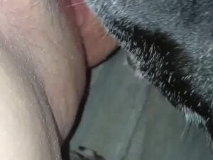 Licking p.