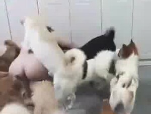 Chinese dog take turns