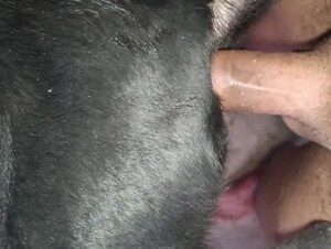 Comendo o cu da minha cadela