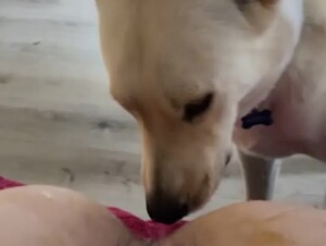 Dog Lick