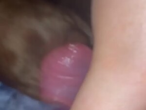 Dog Lick
