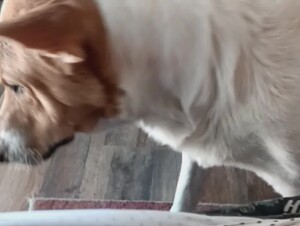 Dog Lick