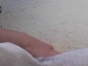Girl Enjoys Giving her Dog Blowjob