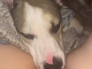 Licking pussy