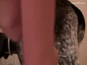 Sucking Dog Cock