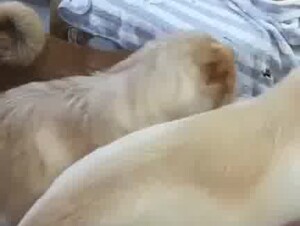 Asian big dog party and one wife 3