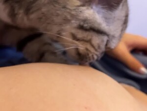 Cats love to eat women's nipples