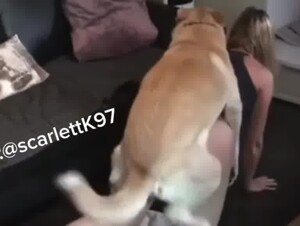 Dog sex videos