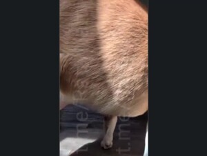Thumb 10