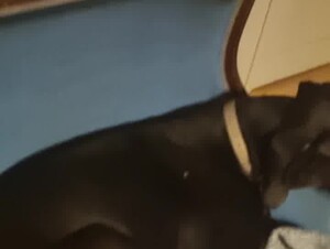 Trying to jerk my dog off
