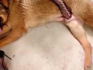 Chineses sex dog