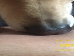 Lick