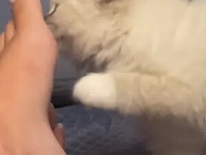 Cat & feet 6