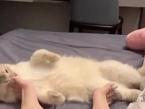 Cat & feet 12