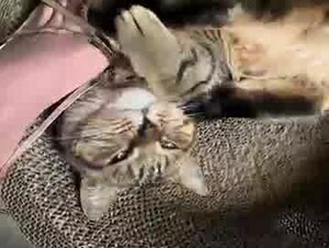 Cat & feet 13