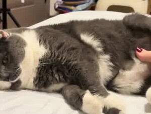 Cat & feet 14