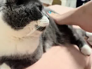 Cat & feet 15
