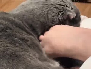 Thumb 6