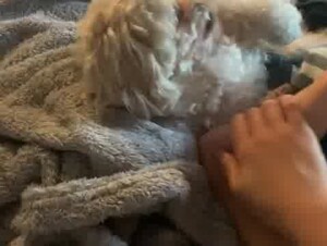 Dog & feet 3