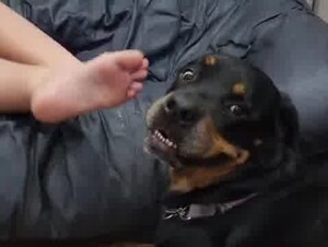 Dog & feet 4