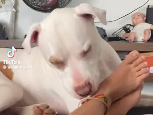 Dog & feet 5