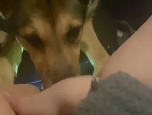 Licking p.