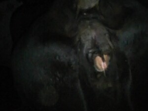 Cow in heat