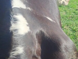 Cow juices reupload