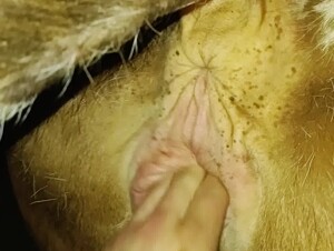 Cow fingering