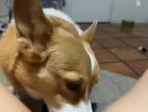 Dog Licking Pussy