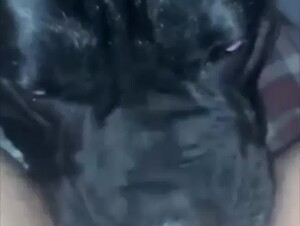 Dog Eats Out Girls Pussy