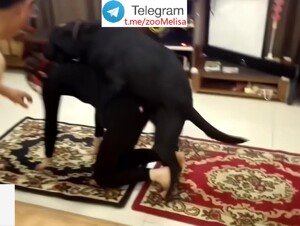 Chinese adult dog party