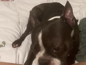 Girl Gets a Good Dog Lick