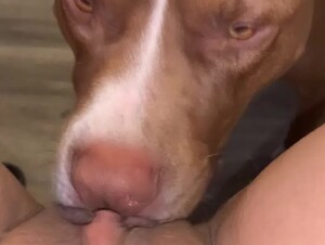Dog Eats his Owner's Pussy