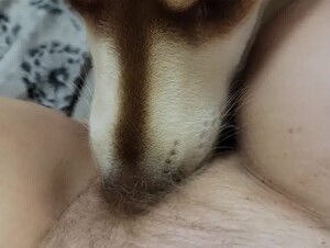 Girl Gets a Good Dog Lick