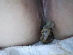 snail insertion