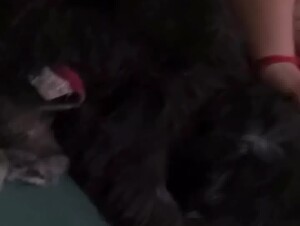 Chica de Instagram veterinaria tiene sexo con su perro