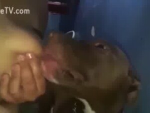 Lactating milf squirts milk for dog