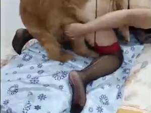 Zoo Chinese Dog Video