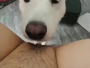 Chinese Dog Video