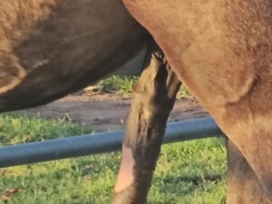 Hung horse cock says hello